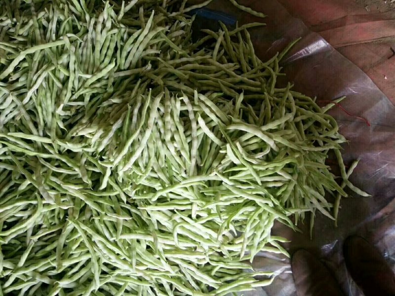 优质芸豆大量上市产地直销货源充足价格便宜新鲜现摘