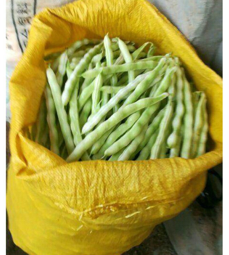 优质芸豆大量上市产地直销货源充足价格便宜新鲜现摘