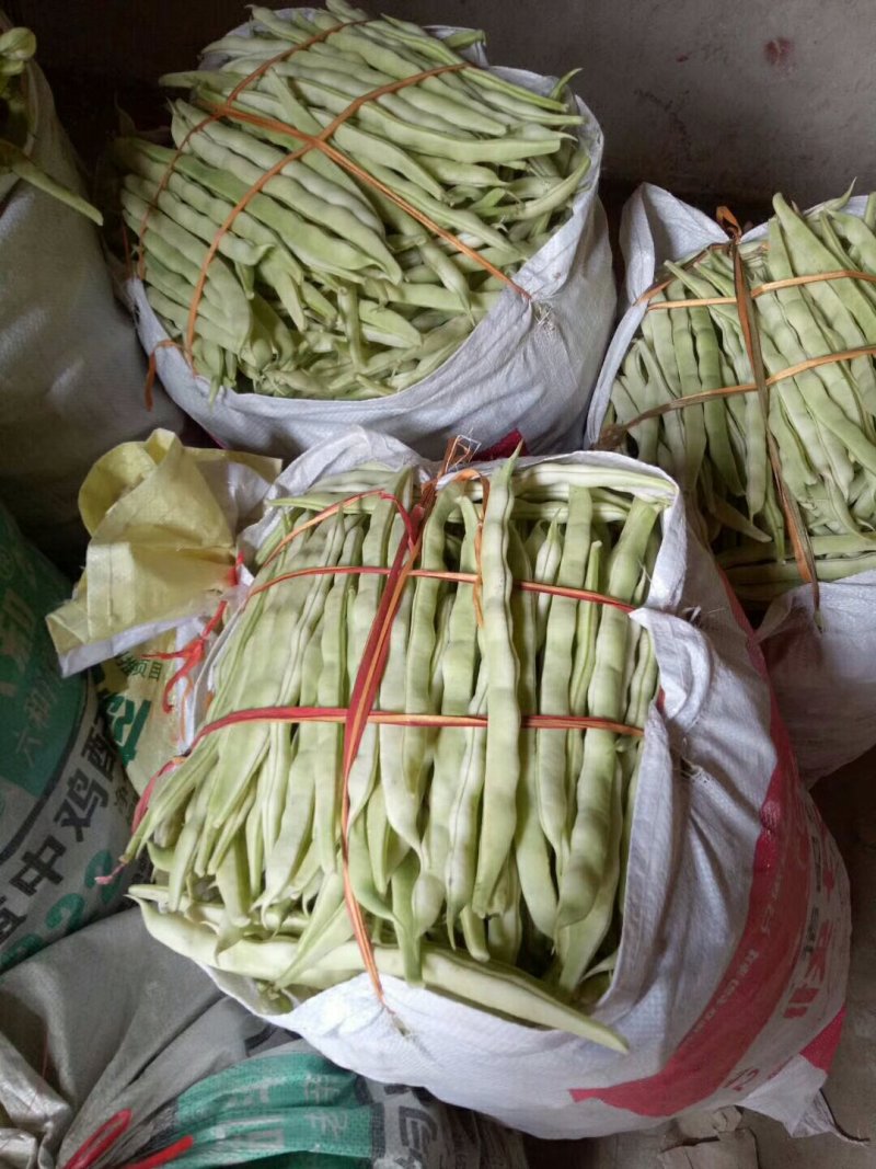 优质芸豆大量上市产地直销货源充足价格便宜新鲜现摘