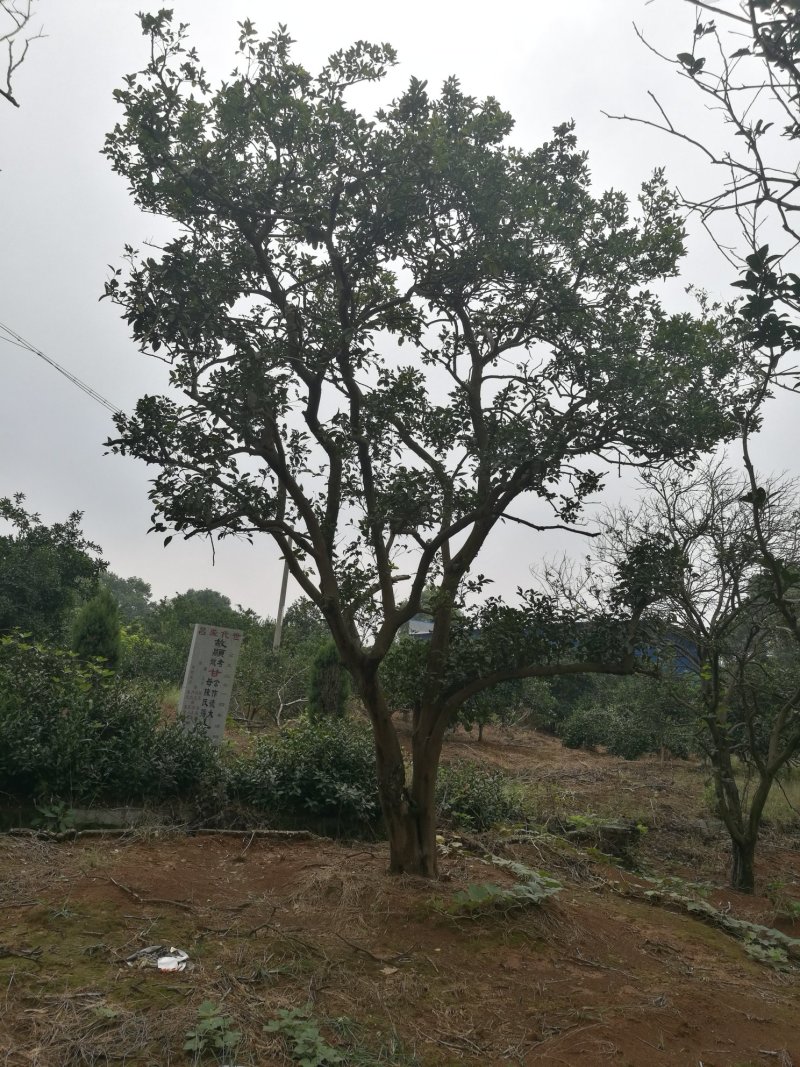 大量供应原生（移栽）丛生香橼，单杆香橼大量有货