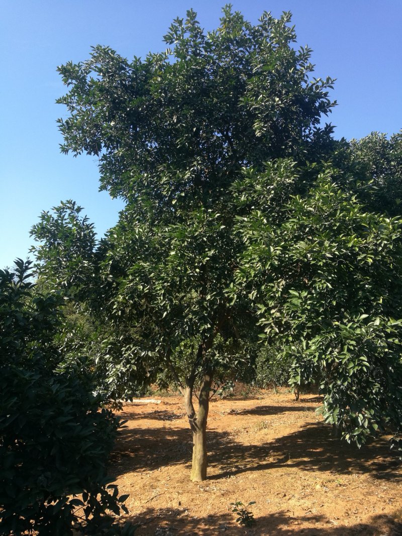 大量供应原生（移栽）丛生香橼，单杆香橼大量有货