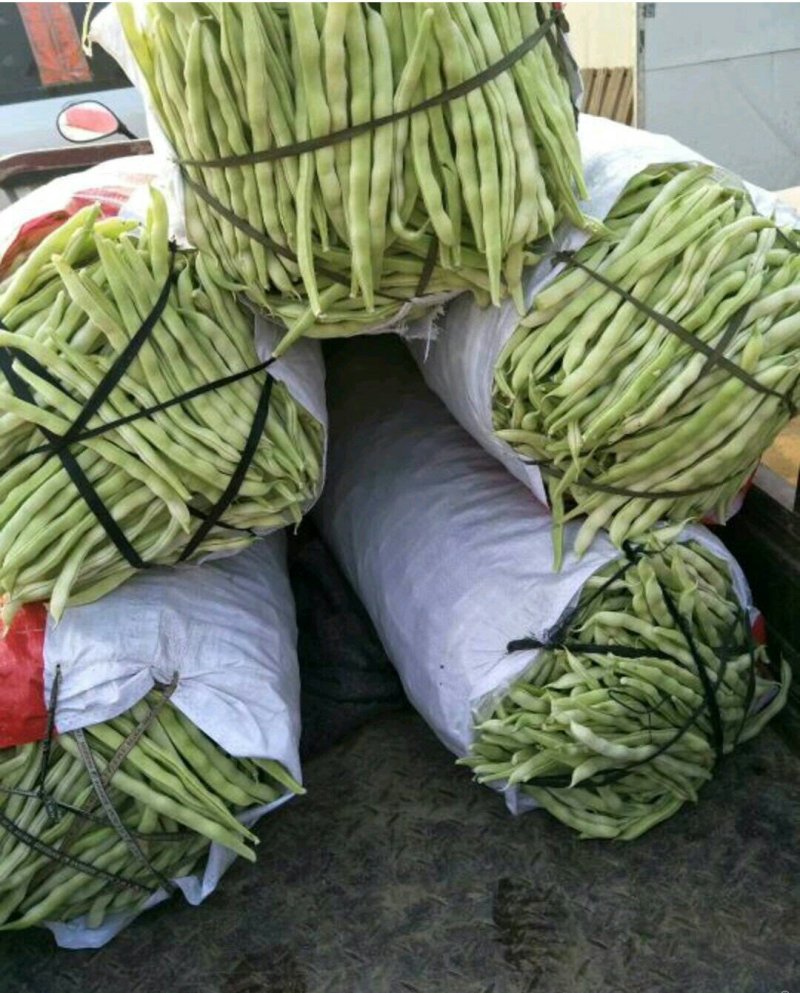 优质芸豆大量上市产地直销货源充足价格便宜新鲜现摘
