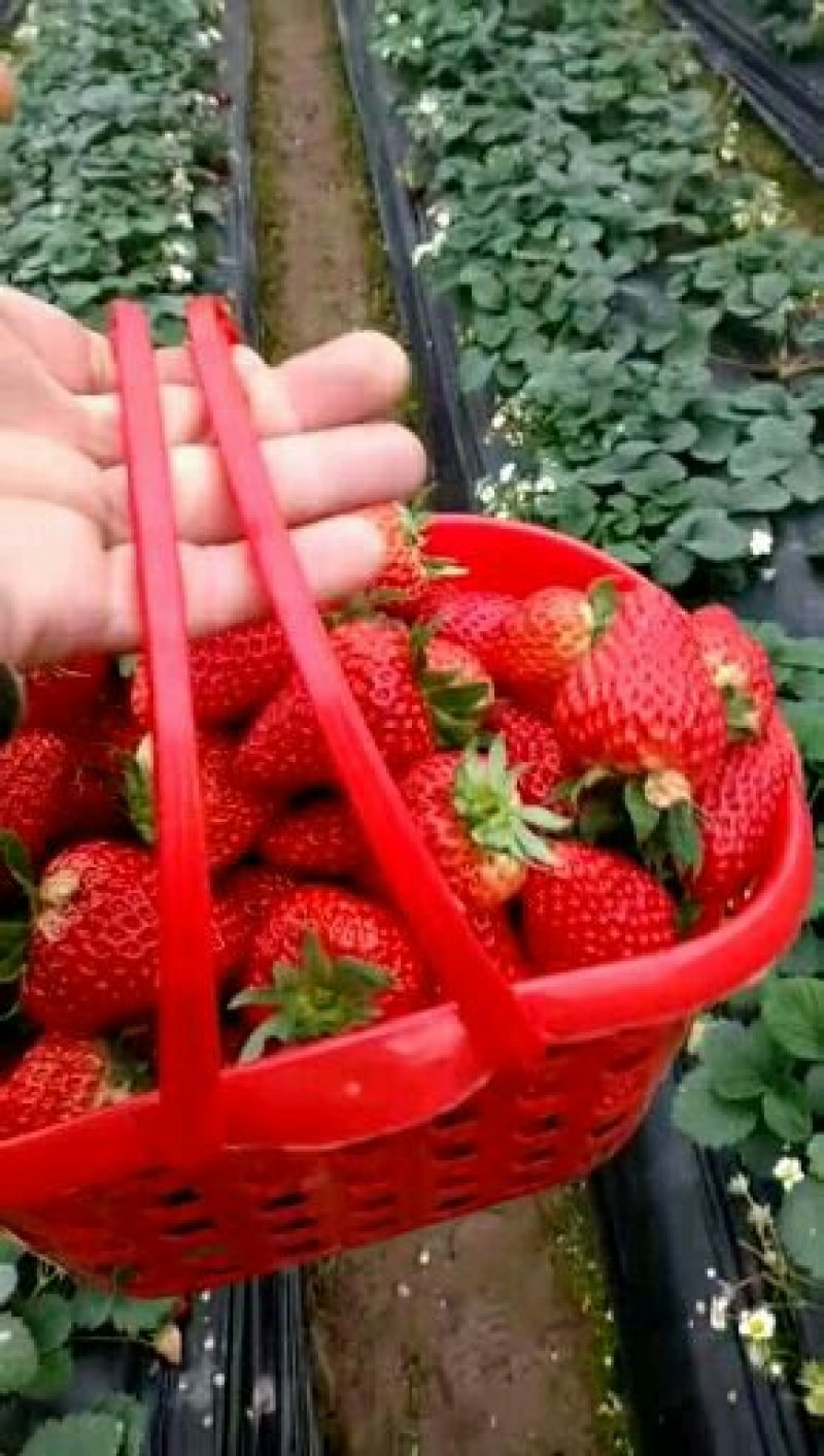 巧克力草莓红颜草莓中大果