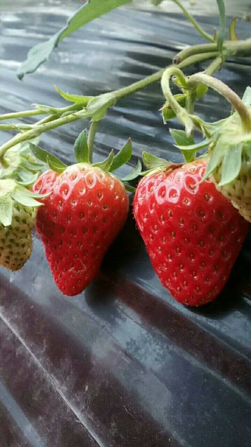 巧克力草莓红颜草莓中大果