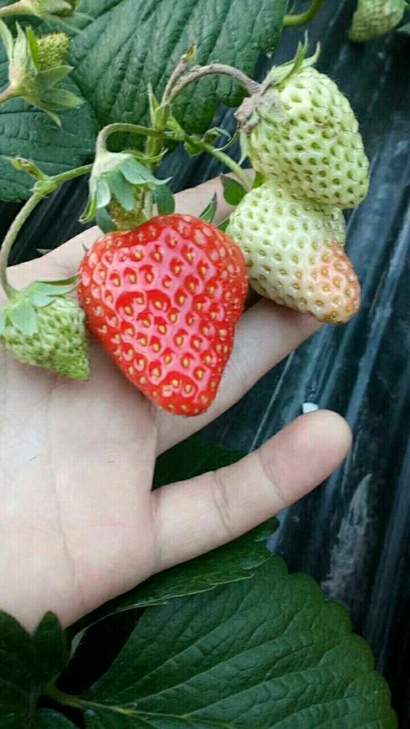 巧克力草莓红颜草莓中大果