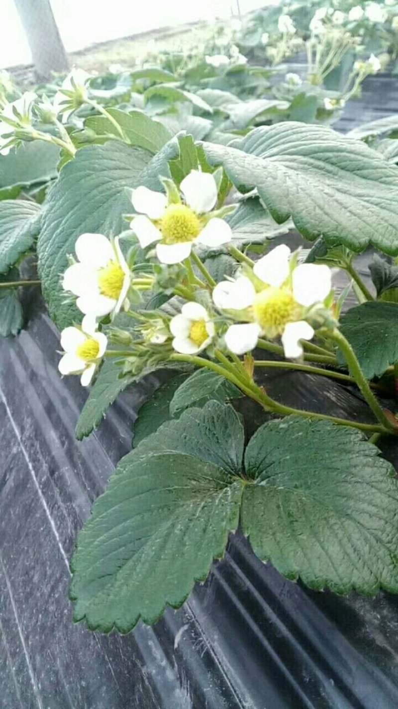 巧克力草莓红颜草莓中大果