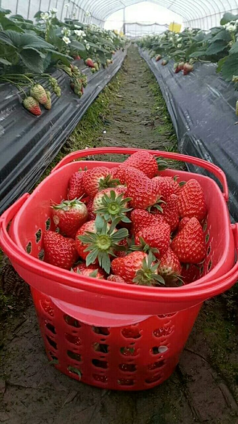 巧克力草莓红颜草莓中大果