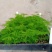 文竹种苗室内盆栽花卉绿植观叶植物耐阴可水培