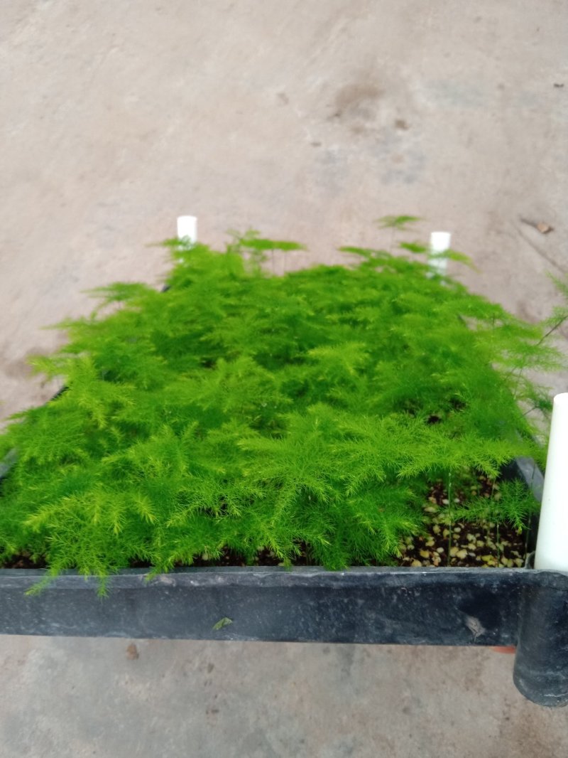 文竹种苗室内盆栽花卉绿植观叶植物耐阴可水培