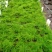 文竹种苗室内盆栽花卉绿植观叶植物耐阴可水培