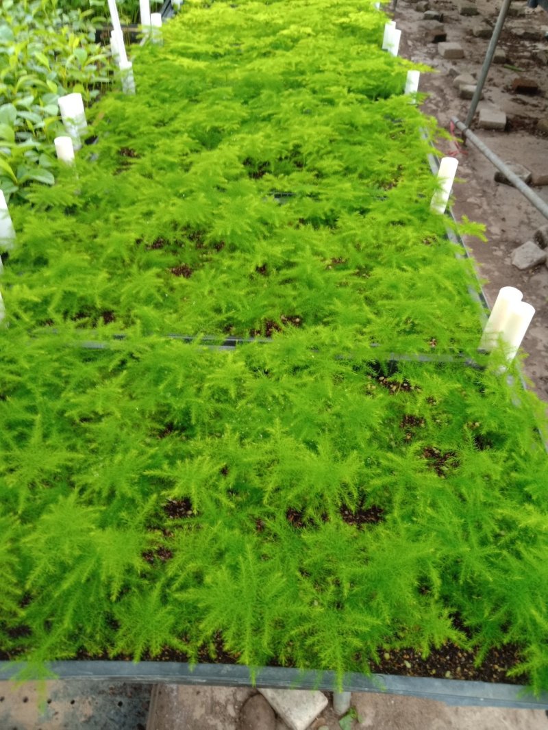 文竹种苗室内盆栽花卉绿植观叶植物耐阴可水培