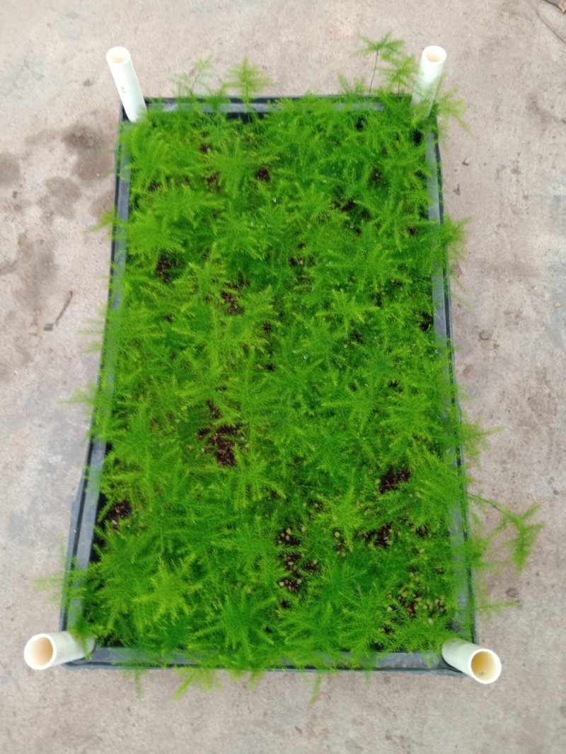 文竹种苗室内盆栽花卉绿植观叶植物耐阴可水培