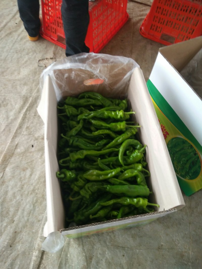 海南螺丝椒