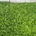 海南螺丝椒