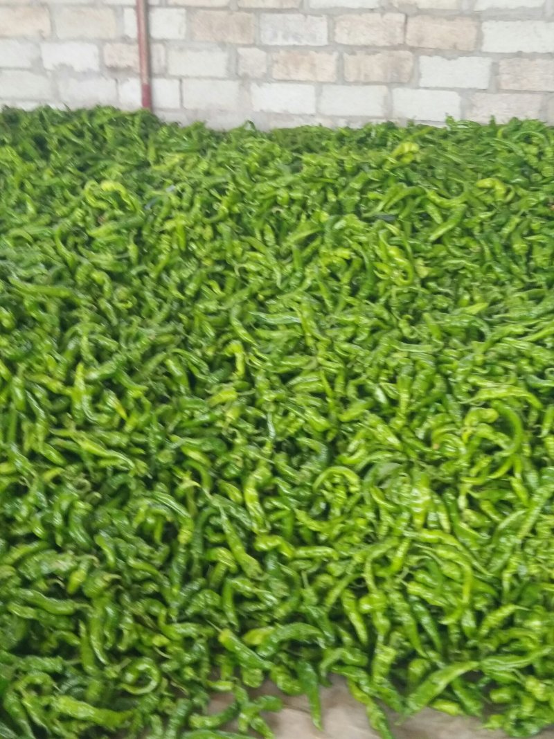海南螺丝椒