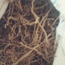 茜草