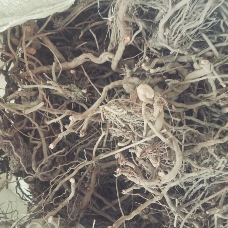 茜草