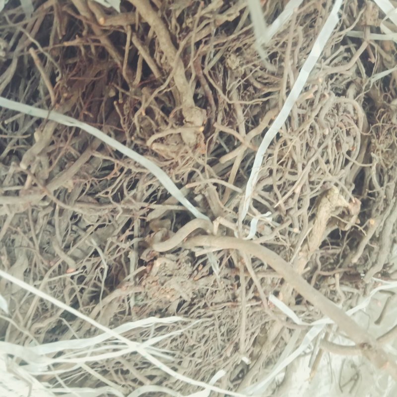 茜草