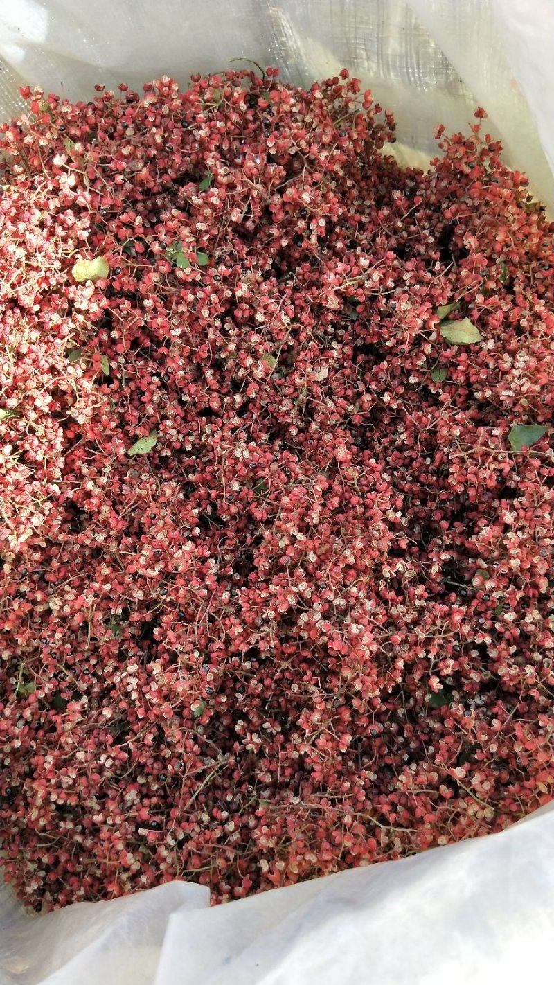 陕西富平花椒