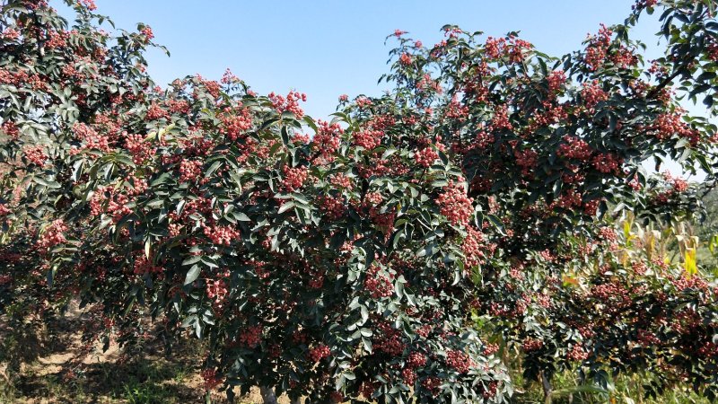 陕西富平花椒