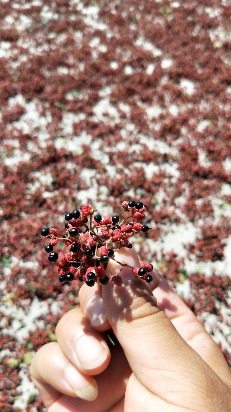 陕西富平花椒