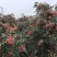 陕西富平花椒