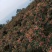陕西富平花椒