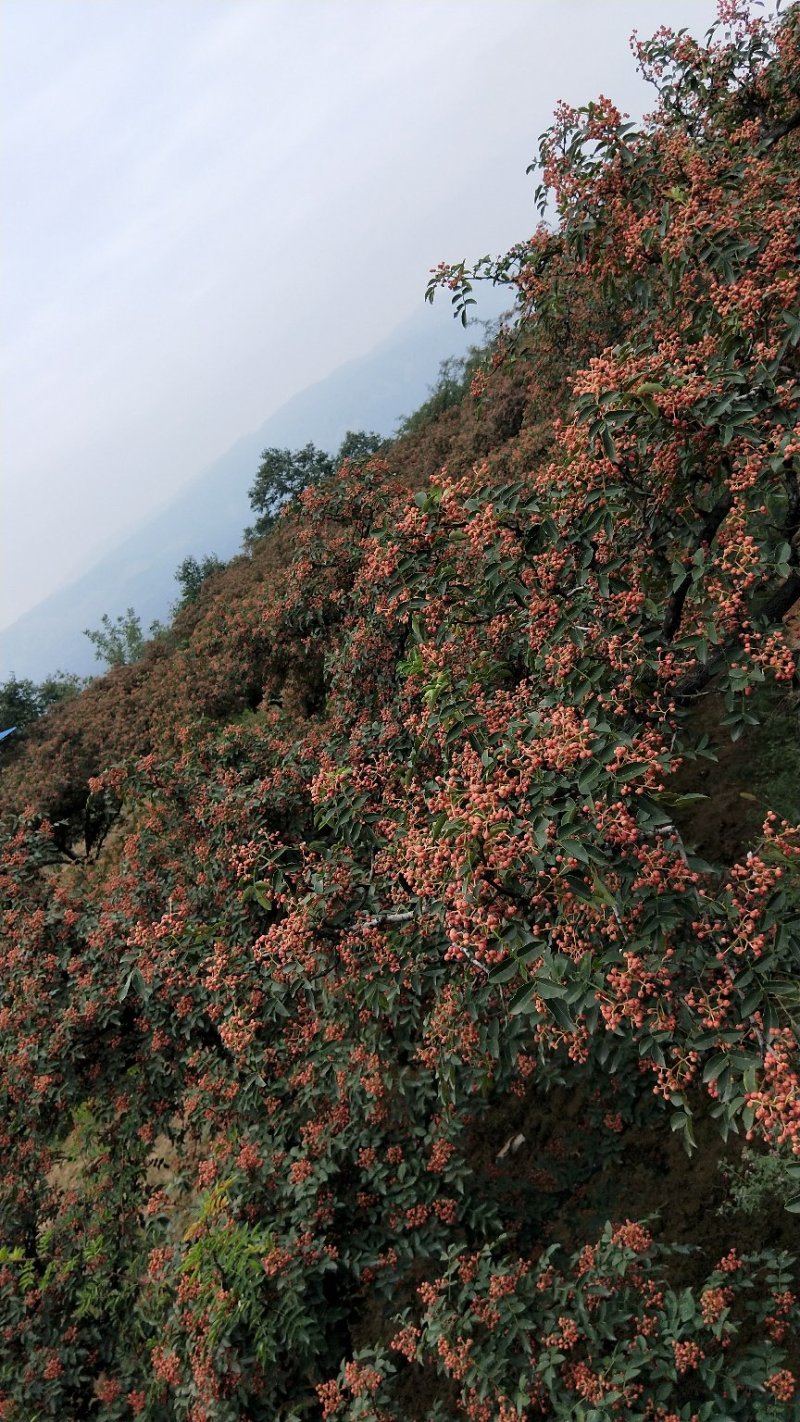 陕西富平花椒