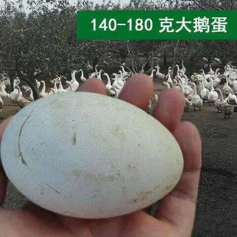 杂交鹅苗安全到达客户家里
