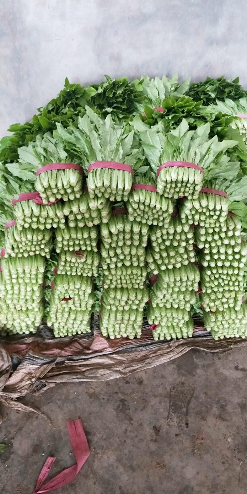 河北油麦菜叶片鲜绿质量有保证常年供应各大市场超市