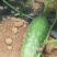 冬瓜新苗广西毛节瓜清清白白特靓，公平交易，大家有利润