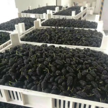 果桑苗，黑珍珠，冰糖黑珍珠果桑苗