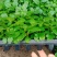 碧玉豆瓣绿椒草盆栽植物室内盆栽观叶植物