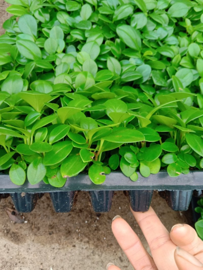 碧玉豆瓣绿椒草盆栽植物室内盆栽观叶植物