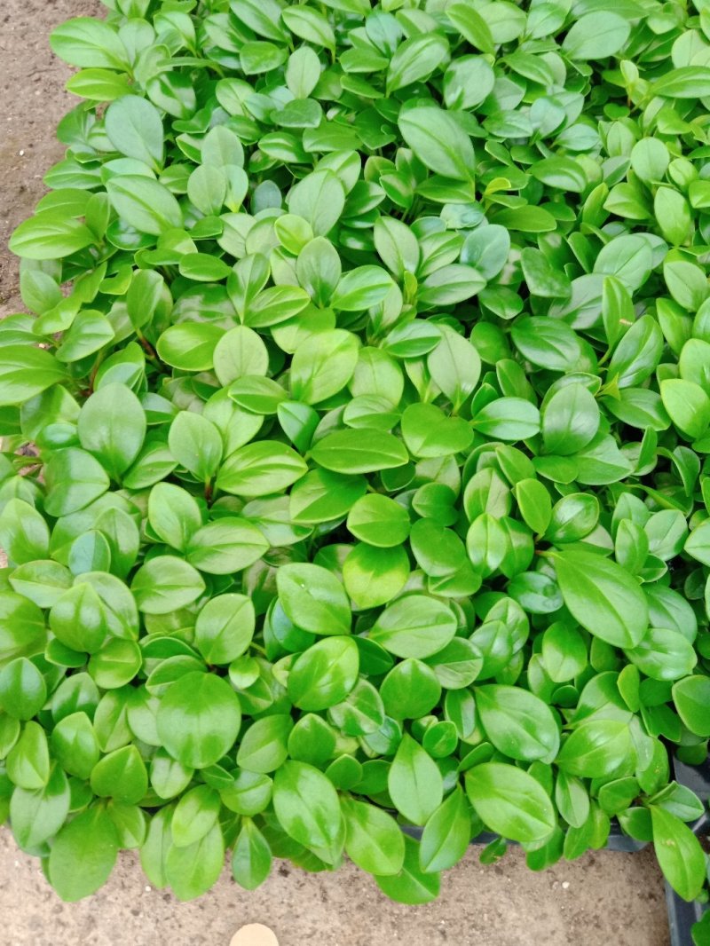 碧玉豆瓣绿椒草盆栽植物室内盆栽观叶植物