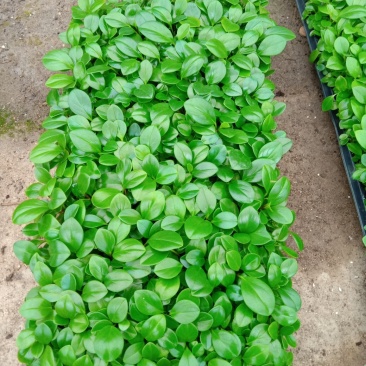 碧玉豆瓣绿椒草盆栽植物室内盆栽观叶植物