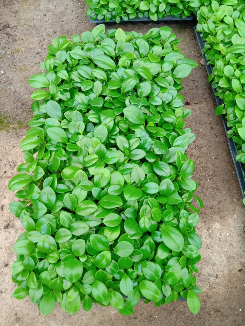 碧玉豆瓣绿椒草盆栽植物室内盆栽观叶植物
