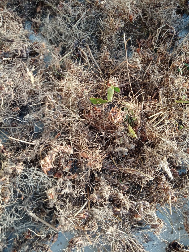 水洗淫羊藿有一吨多货，