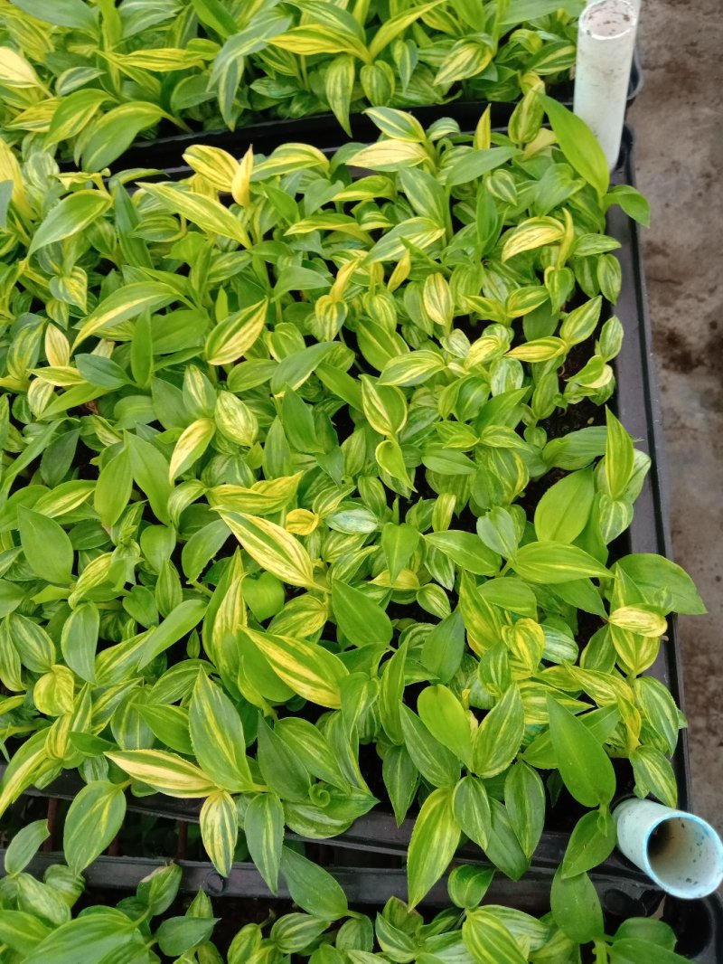 花叶姜种苗芳香彩叶地被绿植叶色艳丽花姿优美