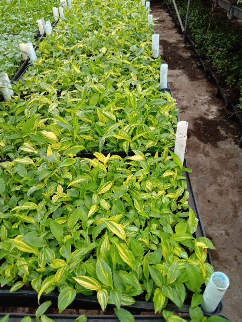 花叶姜种苗芳香彩叶地被绿植叶色艳丽花姿优美