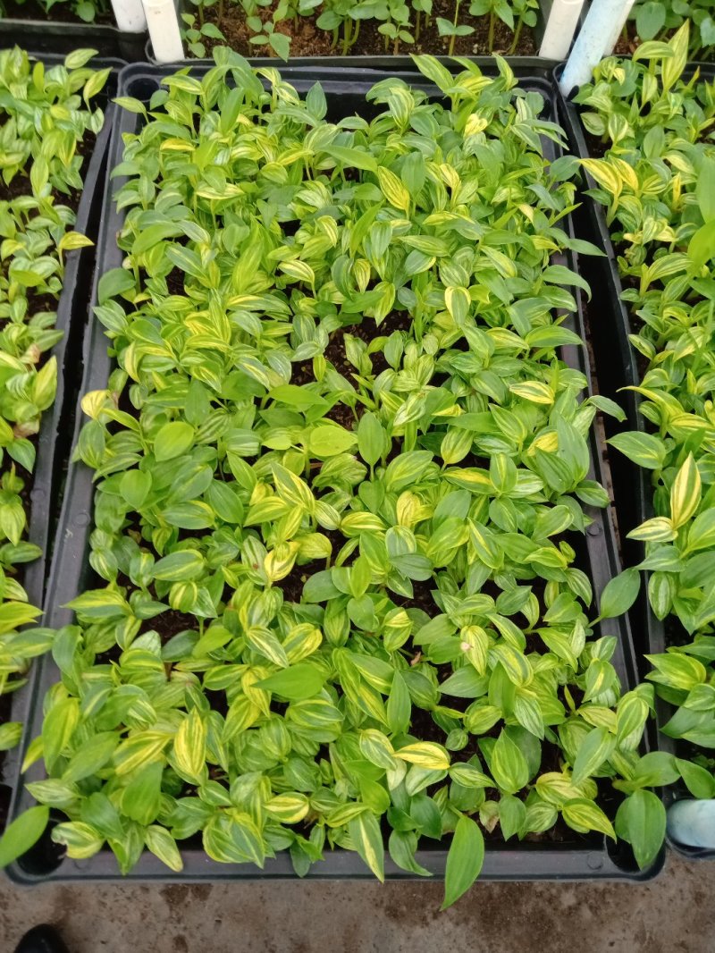 花叶姜种苗芳香彩叶地被绿植叶色艳丽花姿优美