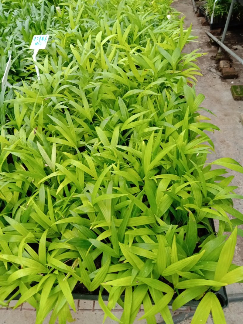 夏威夷椰子苗树形优美枝叶茂密叶色浓绿富有光泽