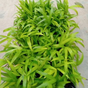 夏威夷椰子苗树形优美枝叶茂密叶色浓绿富有光泽