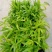 夏威夷椰子苗树形优美枝叶茂密叶色浓绿富有光泽