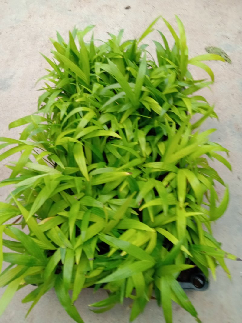 夏威夷椰子苗树形优美枝叶茂密叶色浓绿富有光泽