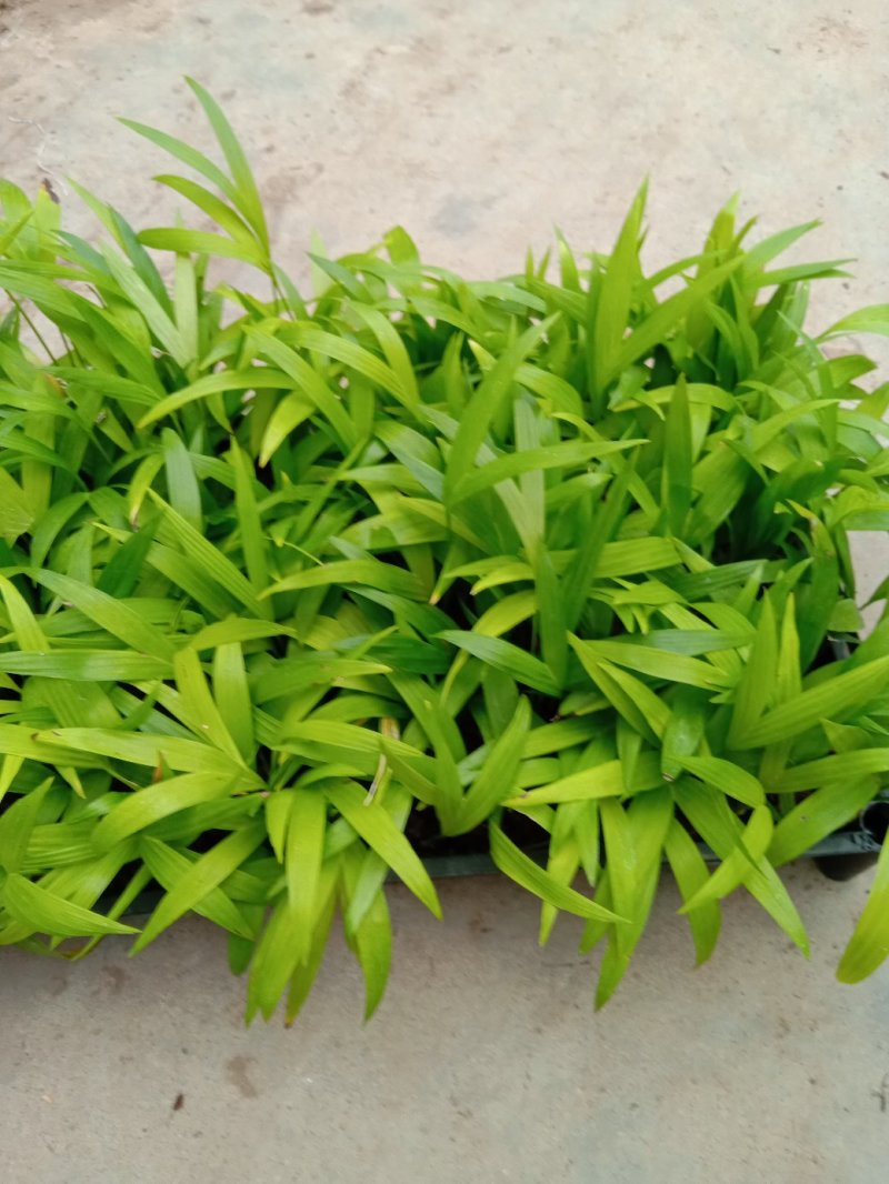 夏威夷椰子苗树形优美枝叶茂密叶色浓绿富有光泽