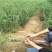 枳壳小苗，枸橘苗