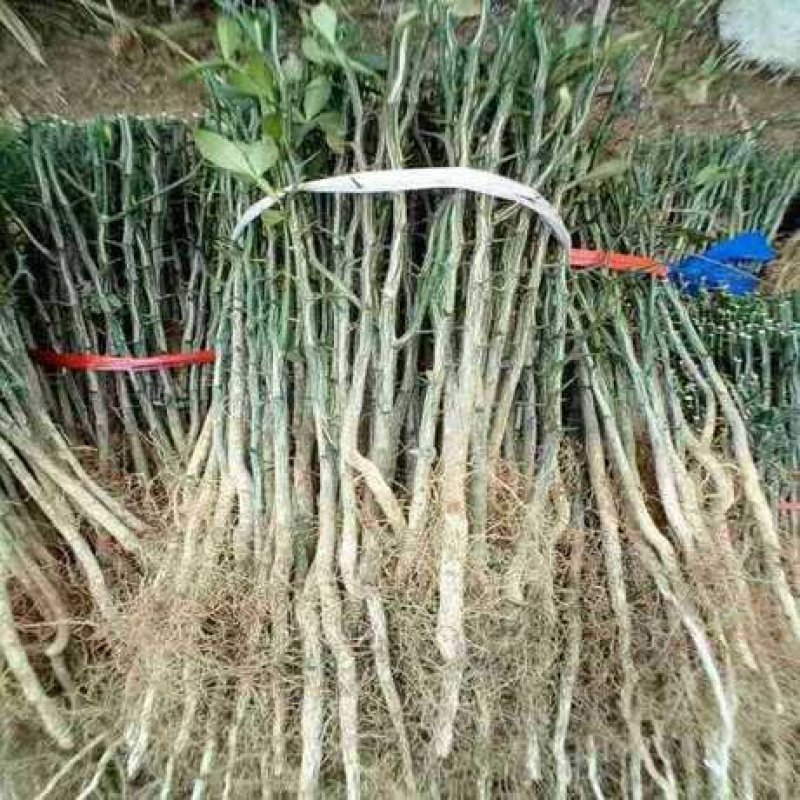 枳壳小苗，枸橘苗