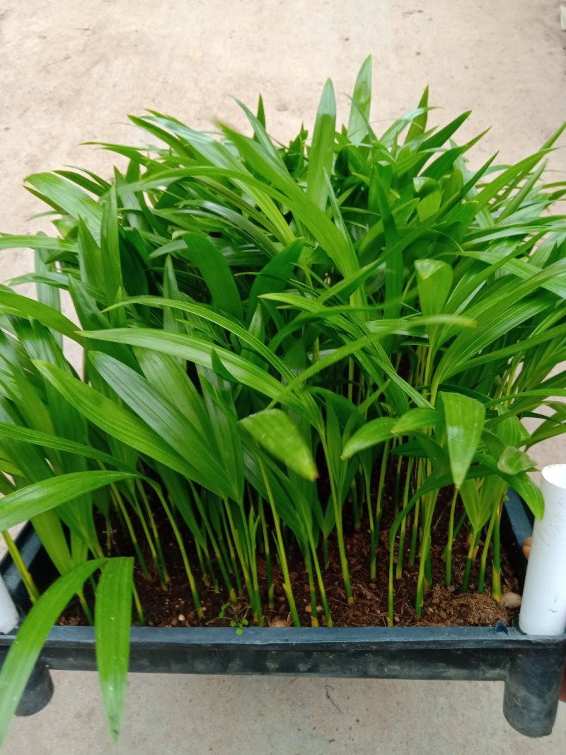 散尾葵种苗四季常青观叶植物净化空气耐阴性强