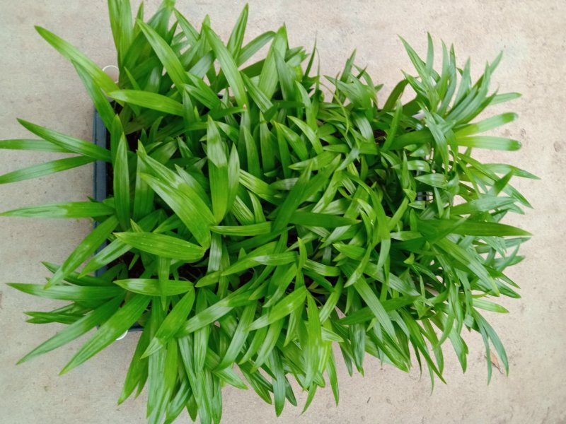 散尾葵种苗四季常青观叶植物净化空气耐阴性强